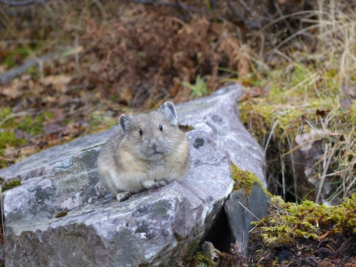 A pika at Lake Louise