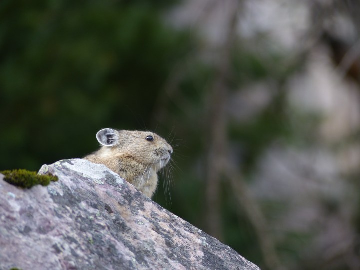 Pika Lake Louise