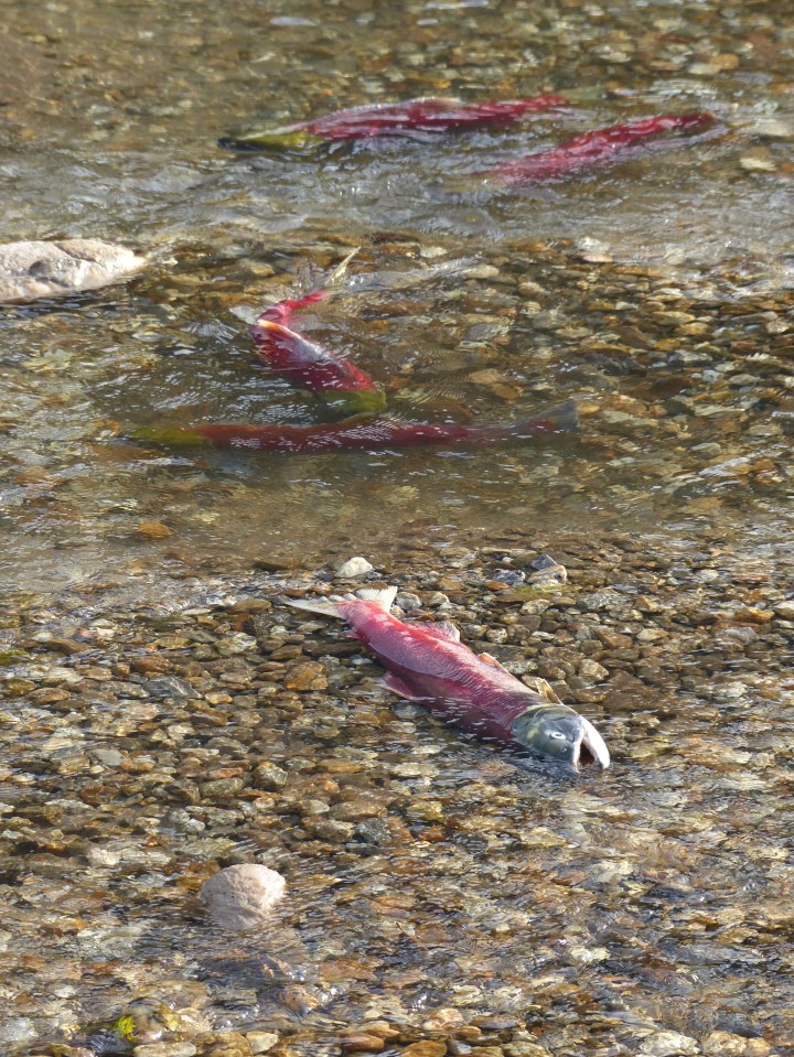Salmon dying