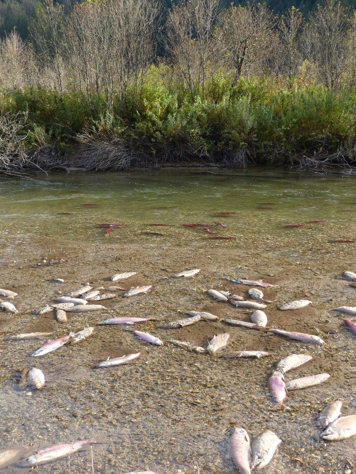 Dead salmon at salmon run