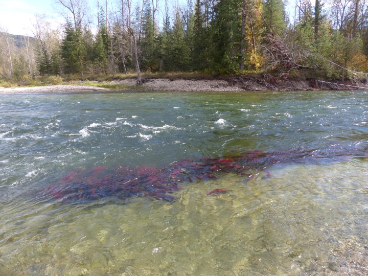 A band of red sockeye salmon