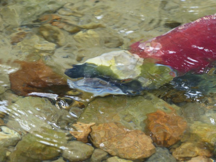 Salmon having a breather