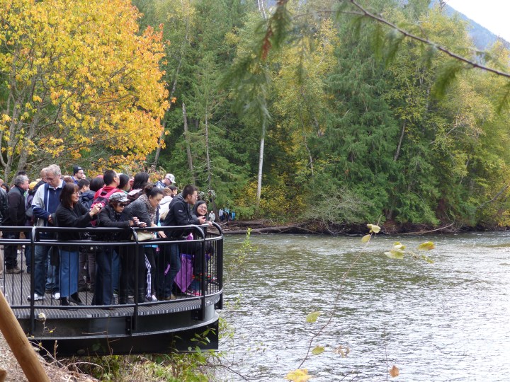 Viewing platform Adams River Salmon Run