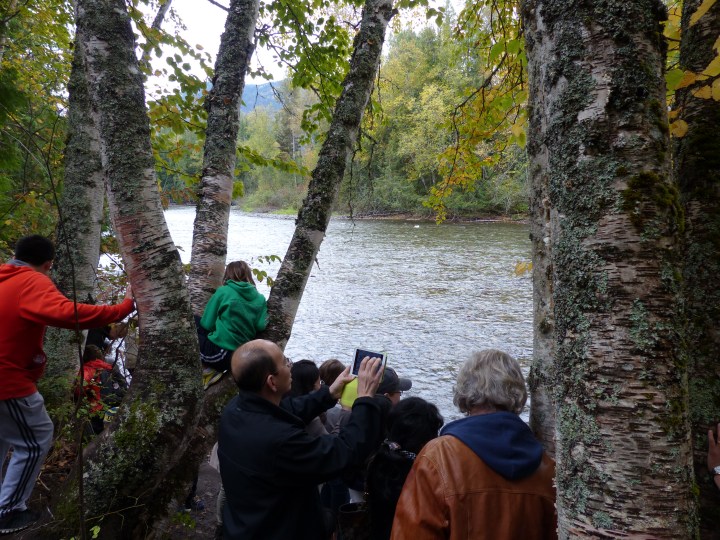 Adams River salmon run
