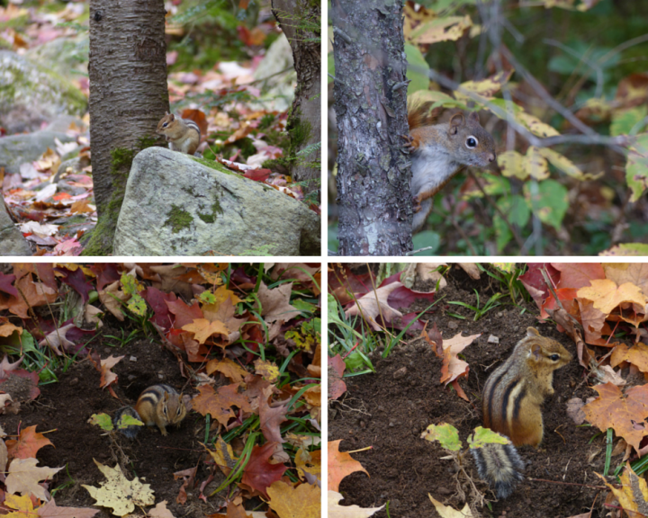 Chipmunks and squirrels
