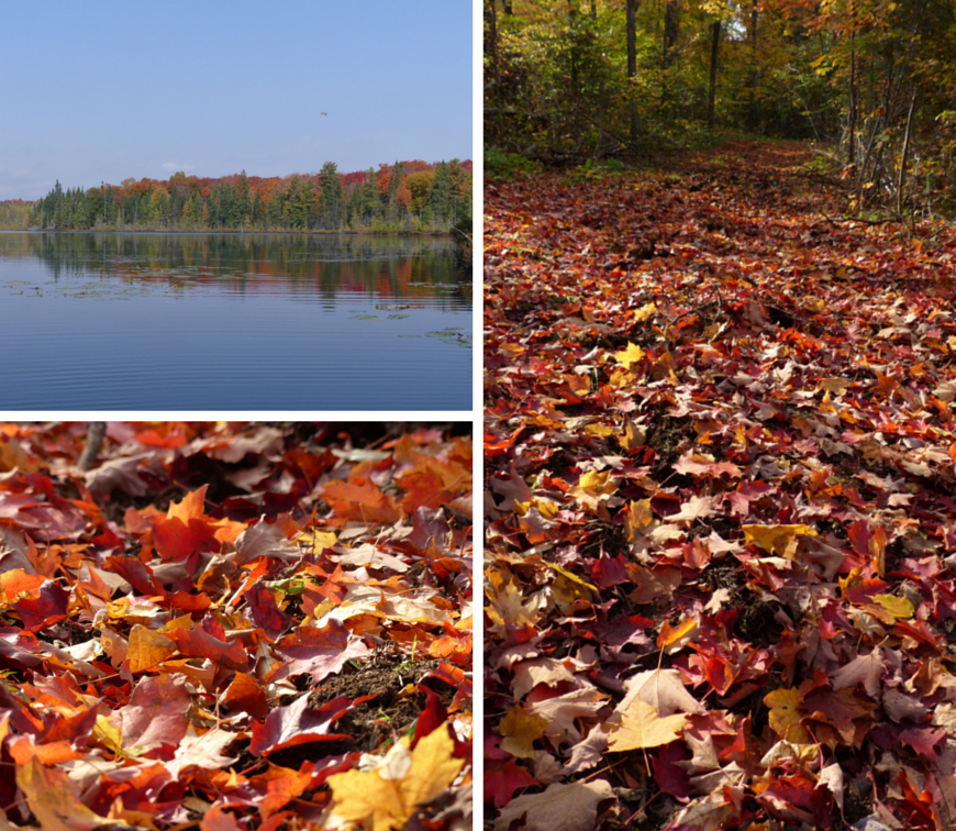 Autumn colours in Algonquin