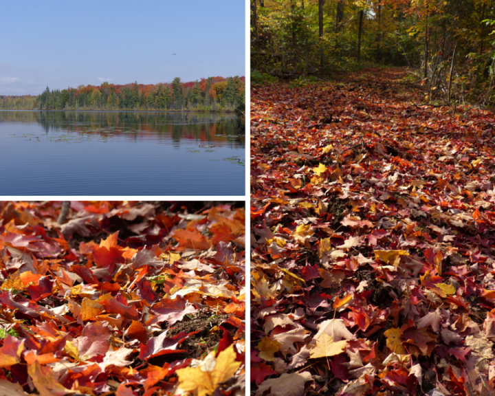 Autumn colours in Algonquin