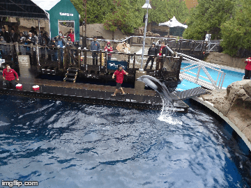 Dolphins at Vancouver Aquarium