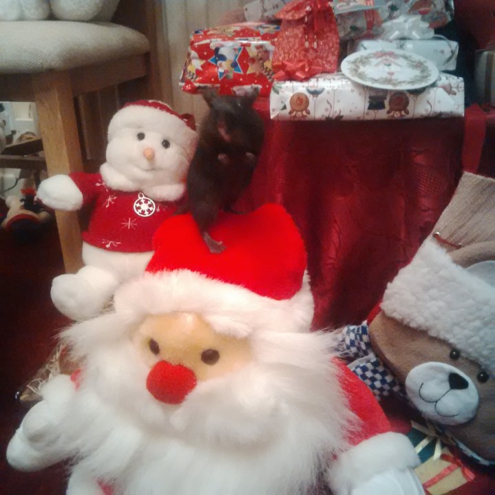 Sebastian the gerbil