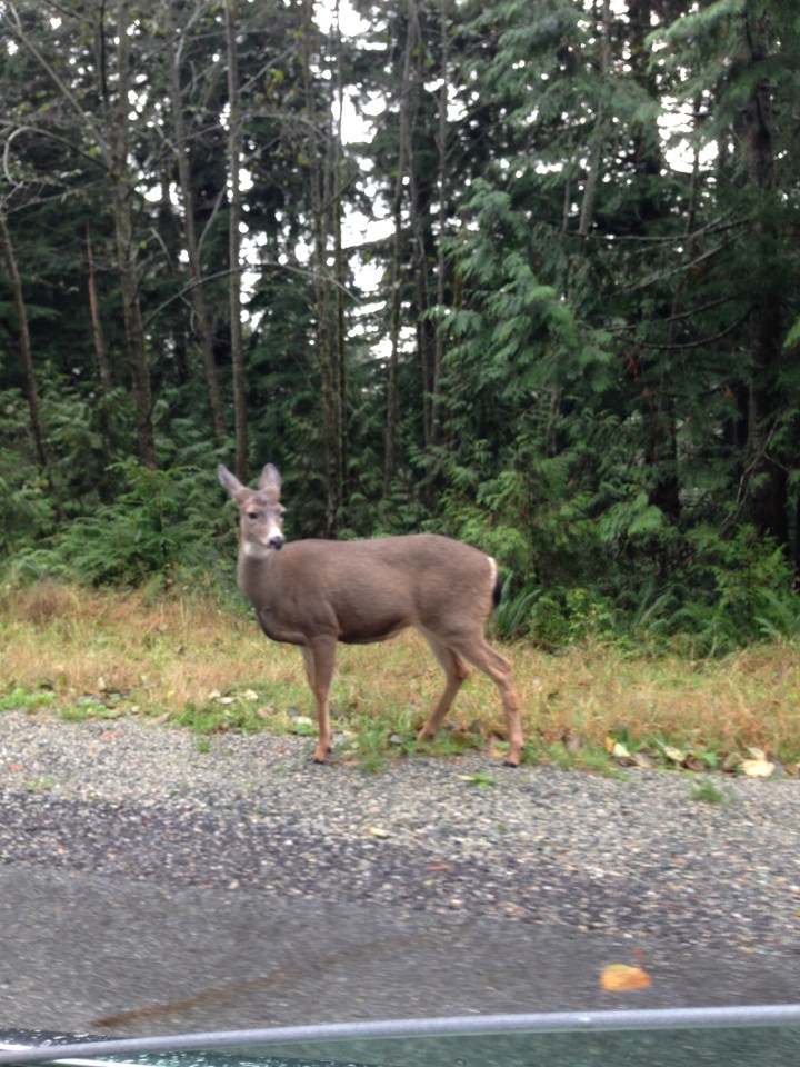 Female elk