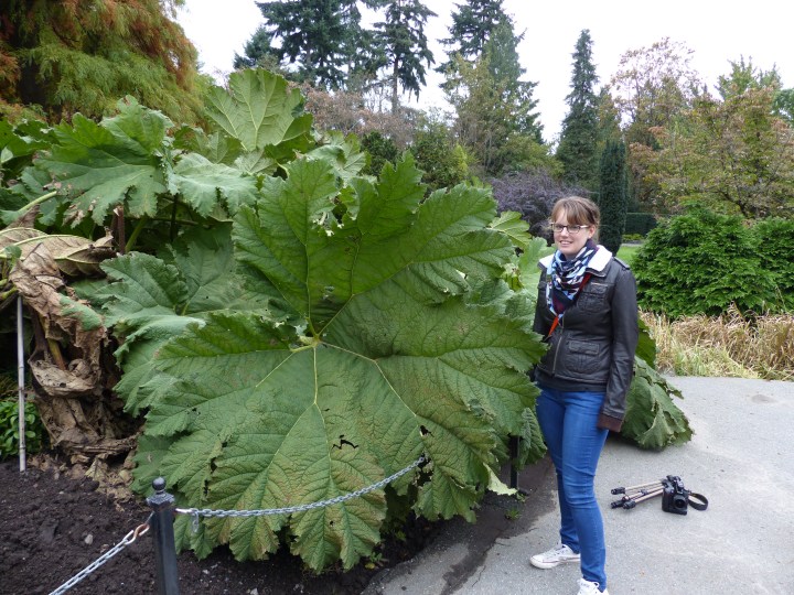 Giant rhubarb