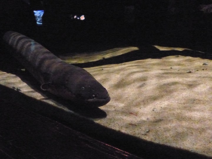 Electric eel at Vancouver Aquarium