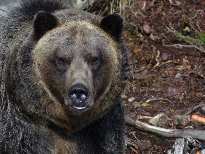 Grizzly Bear at Grouse Mountain