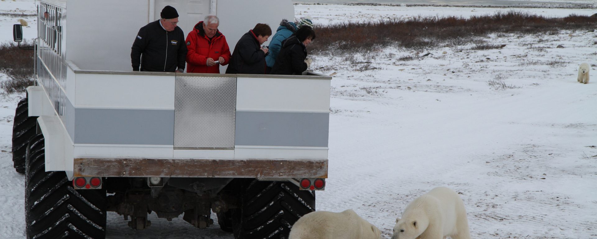 Polar bears in Churchill