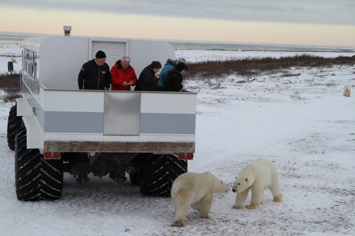 Polar bears in Churchill