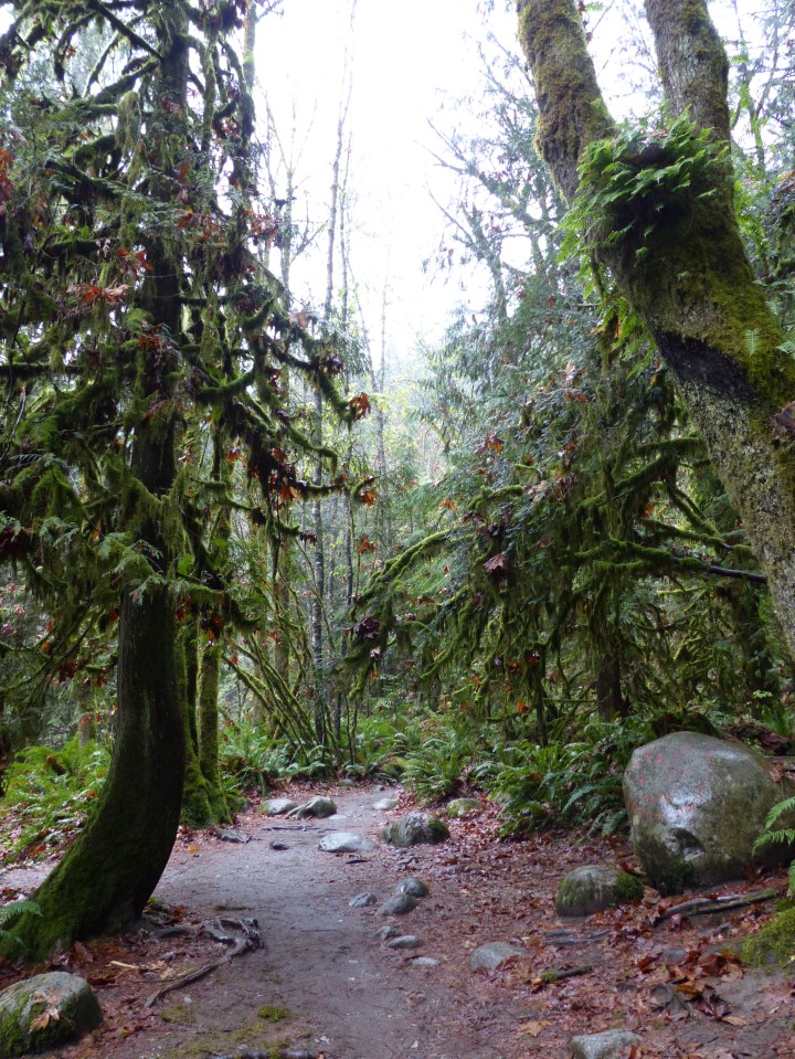 Tree in the Lynn Canyon Parl