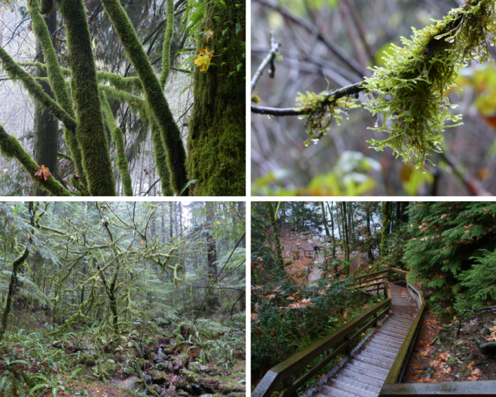Lynn Canyon Park