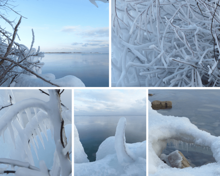 Frozen plants Toronto Islands