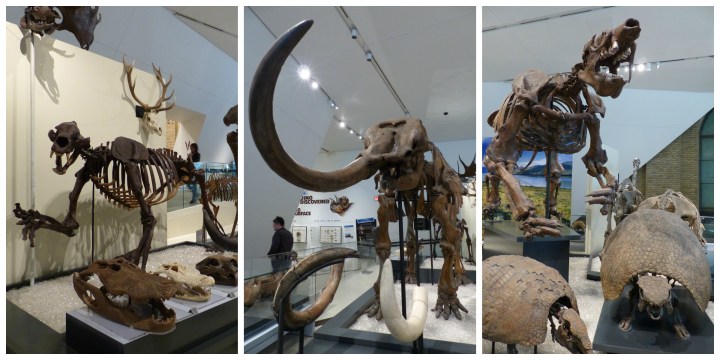 Ancient mammals