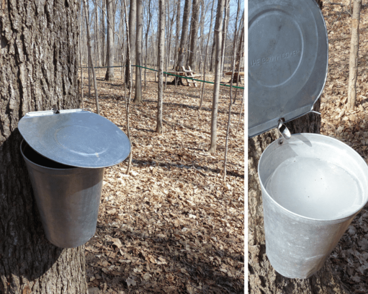 Collecting maple sap
