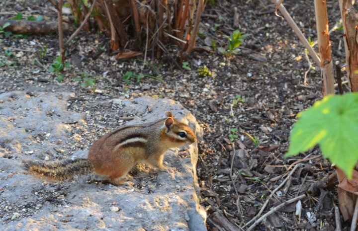 Chipmunk