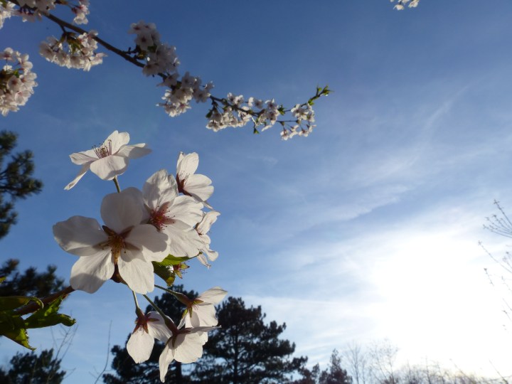High Park Cherry Blossom