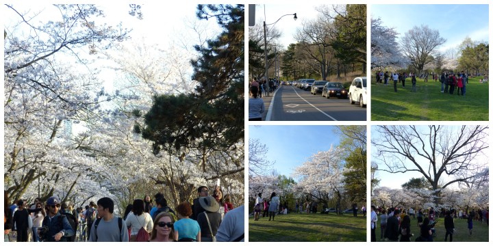 Many people cherry blossom High Park