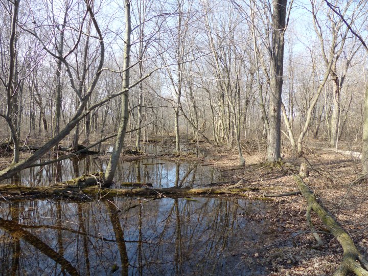 Woodland trail Point Pelee National Park