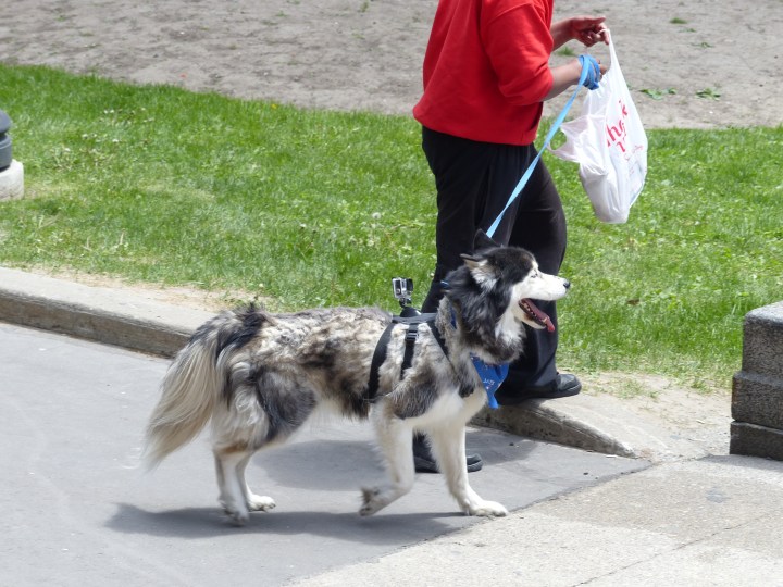 Dog wearing a gopro