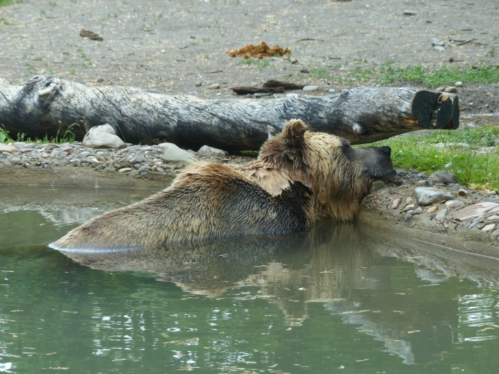 Grizzly bear at Toronto Zoo
