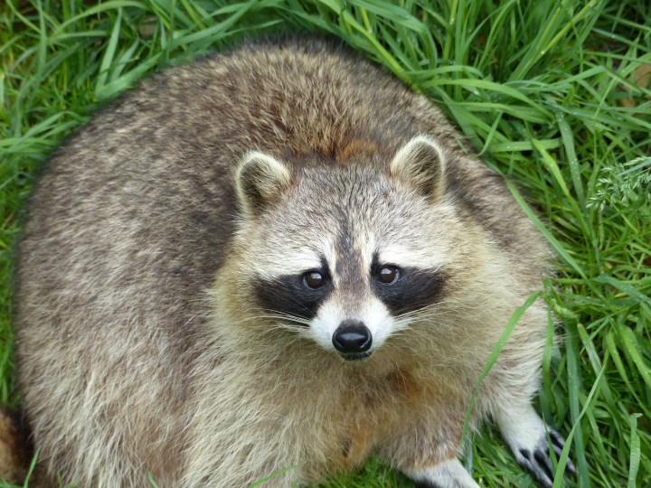 Raccoon Toronto Zoo