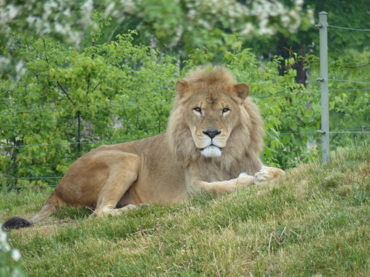 Lion at Toronto Zoo