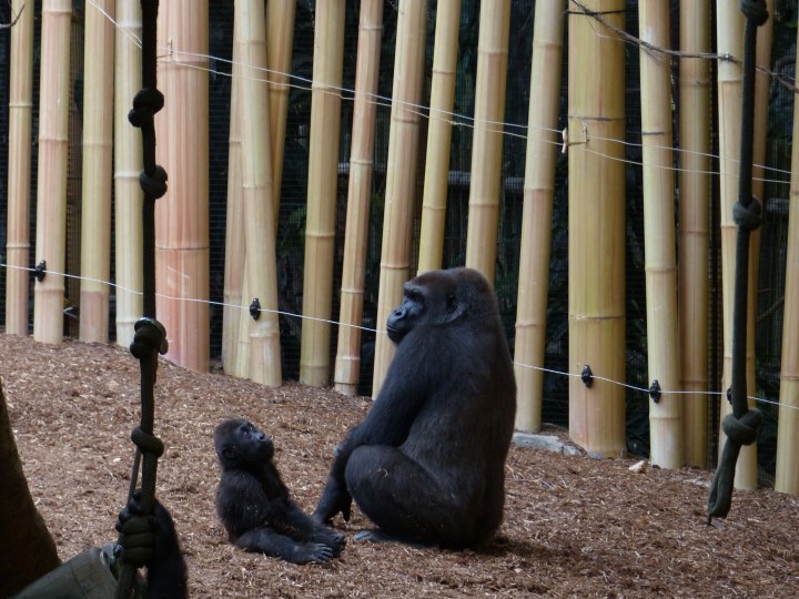 Nneka the baby Gorilla at Toronto Zoo