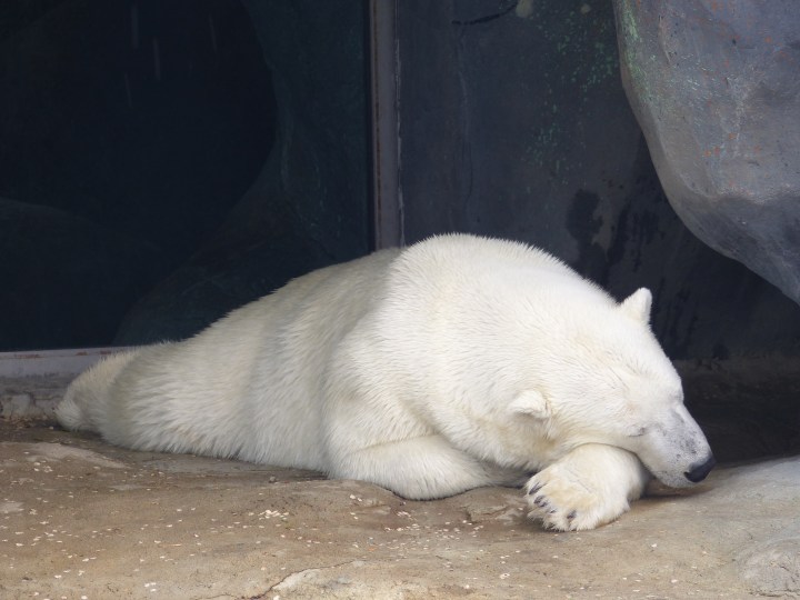 Polar Bear Toronto Zoo