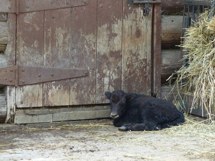 Baby yak at High Park Zoo
