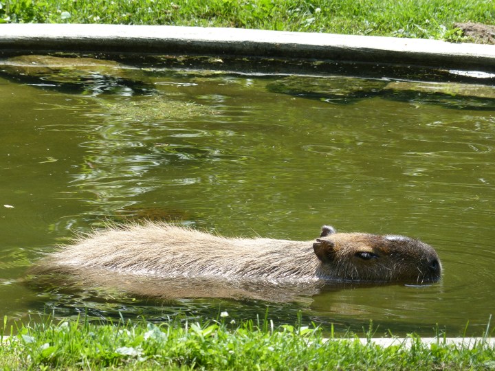 Capybara High Park Zoo