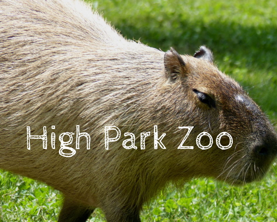 High Park Zoo Wildlife Animals