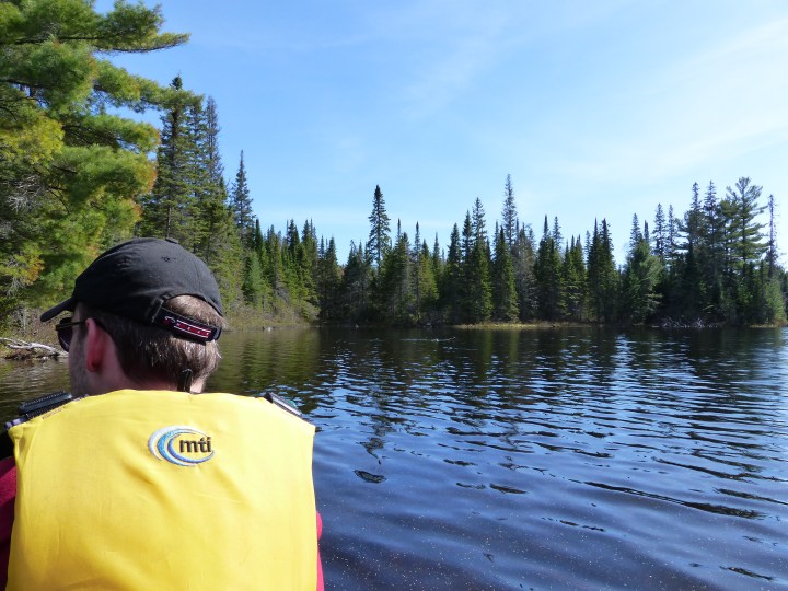 Algonquin moose search
