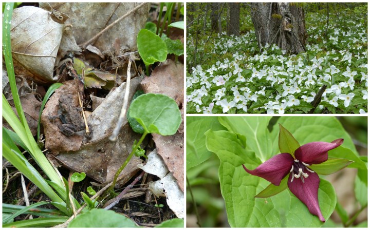 Arrowhead flora & fauna