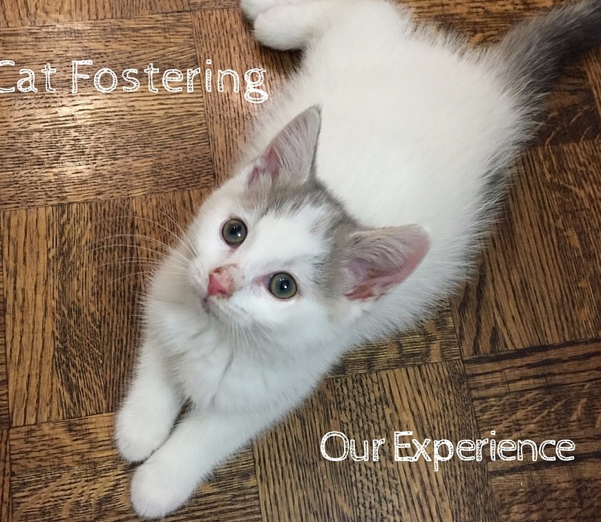 Cat Fostering