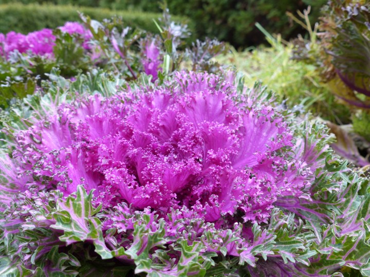 Cabbage flower