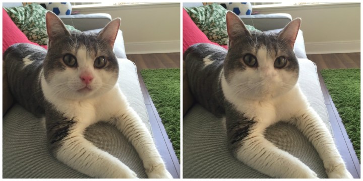 Cat spot the difference