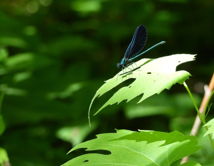 Webster's Falls insect